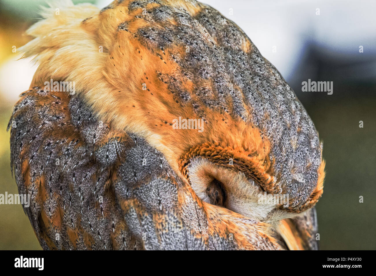Eine Schleiereule (Tyto alba) steckt ihren Kopf unter seinem Flügel beim Putzen. Die Schleiereule ist die am weitesten verbreiteten Eule in der Welt. Stockfoto