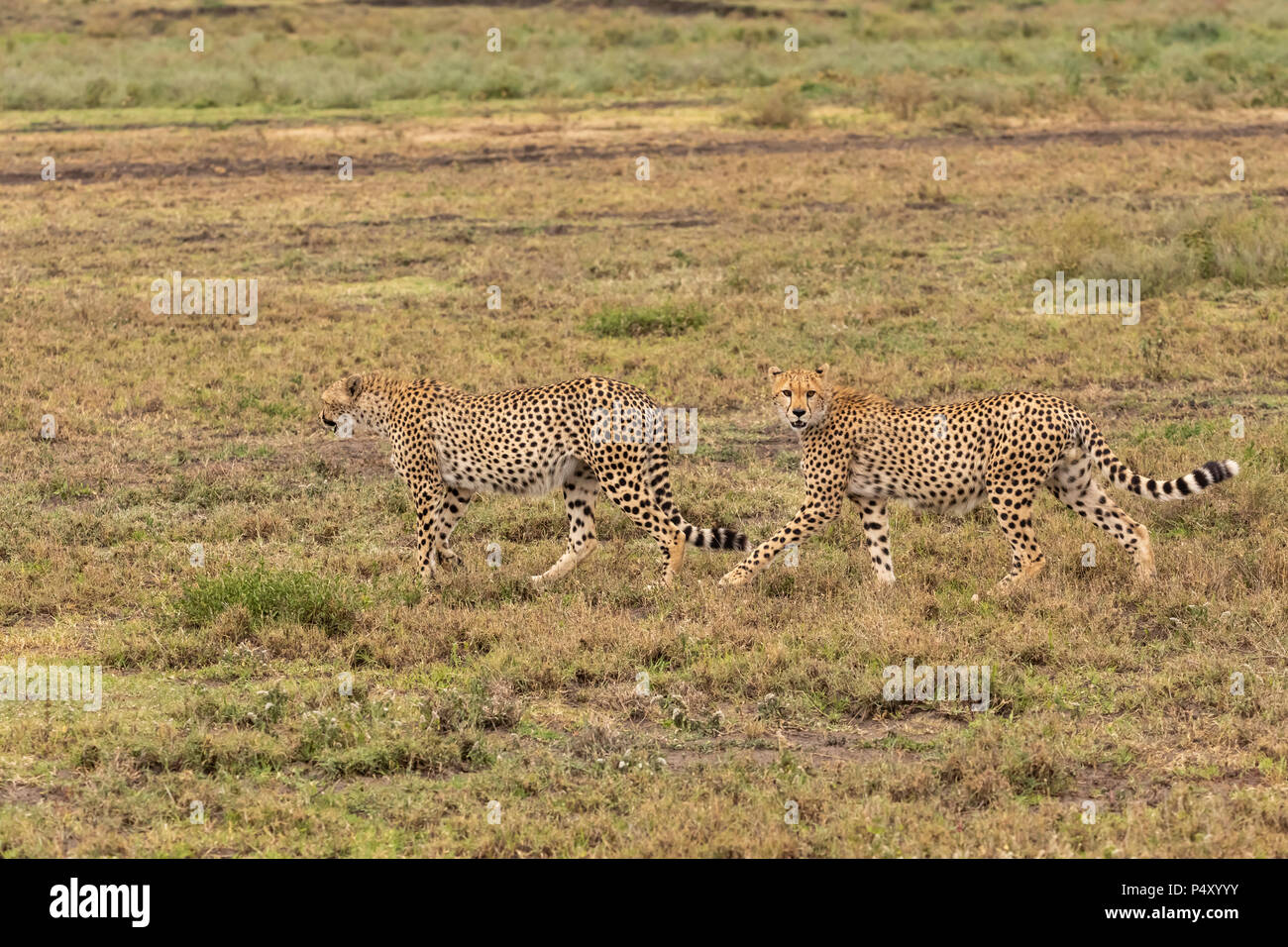 Gepard (Acinonyx jubatus) Männer gehen auf die Savanne der Serengeti National Park, Tansania Stockfoto