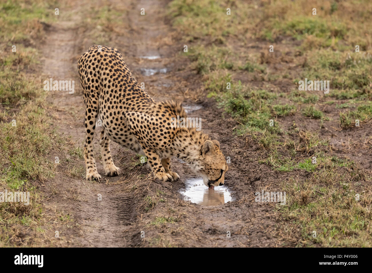 Gepard (Acinonyx jubatus) Männer trinken von einer Pfütze in der Serengeti National Park, Tansania Stockfoto