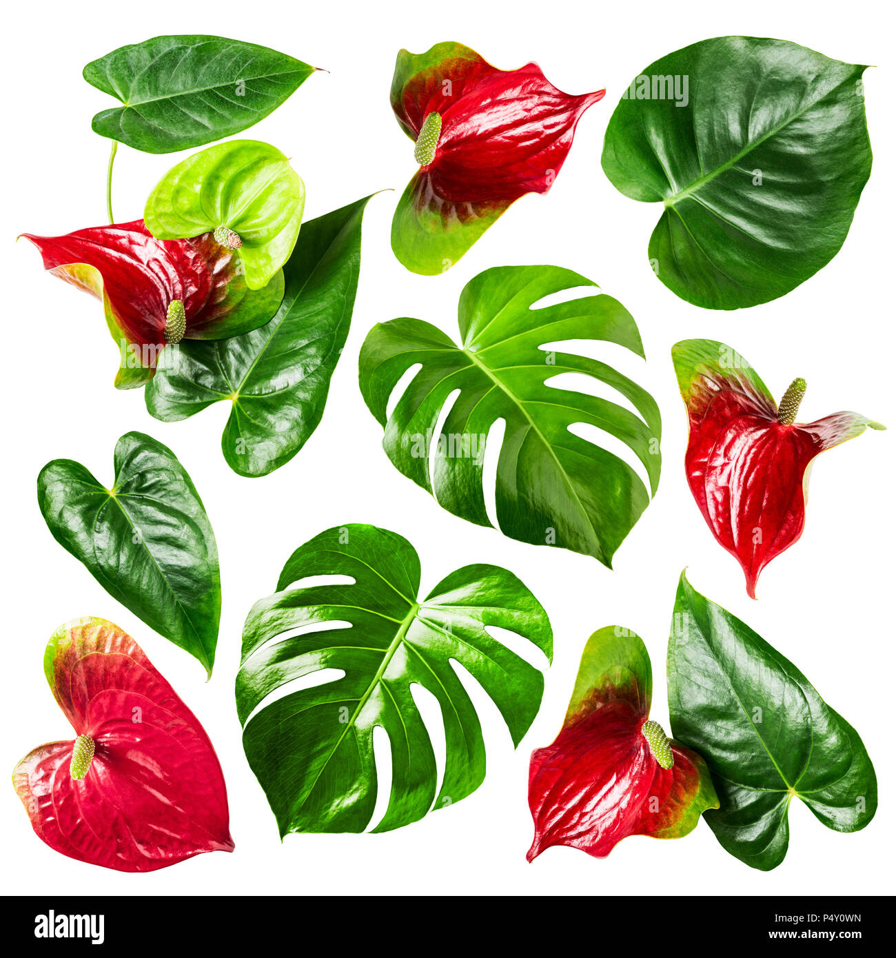 philodendron ebay Philodendron erubescens main image 0