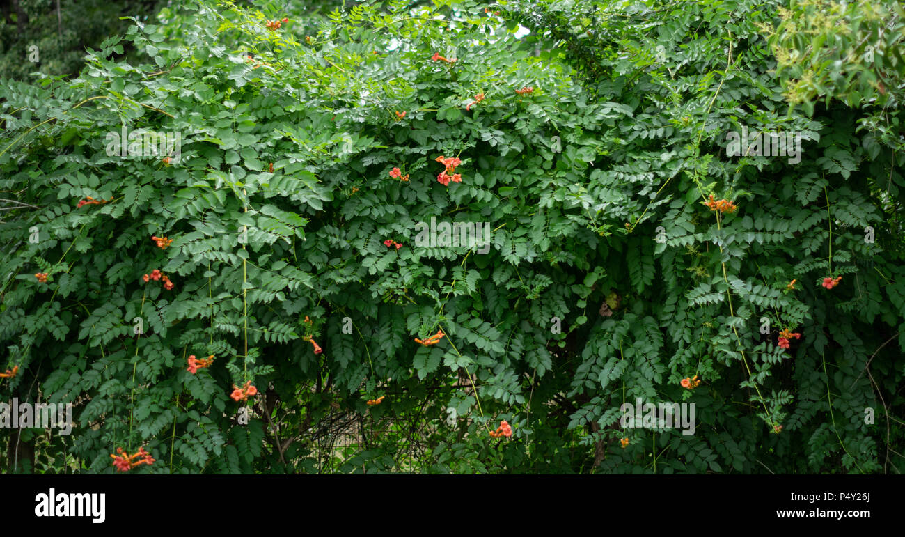 Orange Blumen Grün Trompete Weinstock Hintergrund Stockfoto