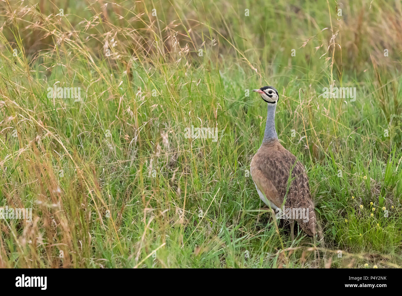 White-bellied Bustard (Eupodotis senegalensis) auf die Savanne der Serengeti National Park, Tansania Stockfoto