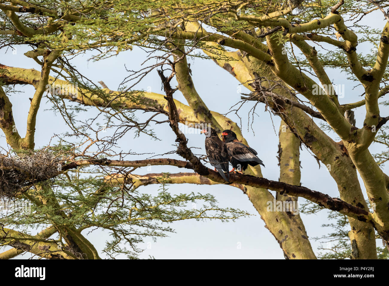 Sie (Terathopius ecaudatus) Männliche und weibliche Erwachsene thront in einem Baum in der Serengeti National Park, Tansania Stockfoto