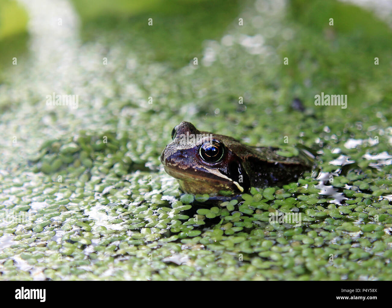 Grasfrosch in einem Teich umgeben von Wasserlinsen Stockfoto