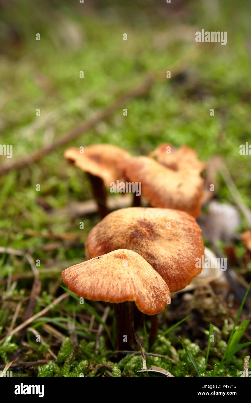 Wild Mushroom Pilz Stockfoto