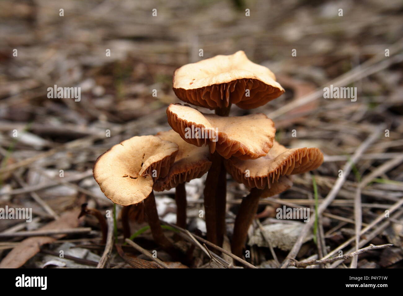 Cluster von Wild Mushroom Pilz Stockfoto