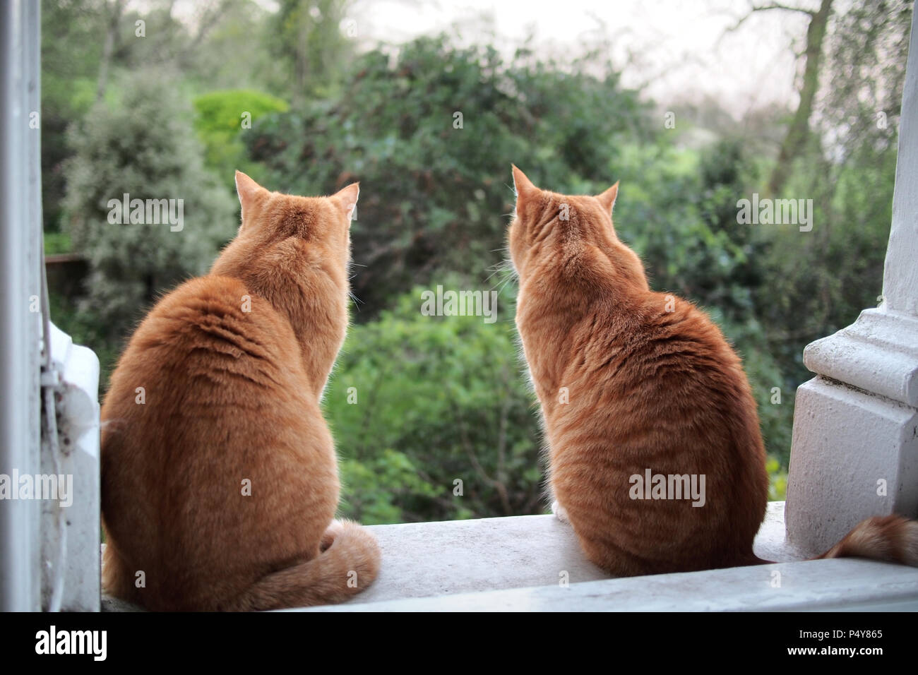 Zwei Ingwer moggy Tabby Katzen beobachten die Gärten in London, Großbritannien Stockfoto