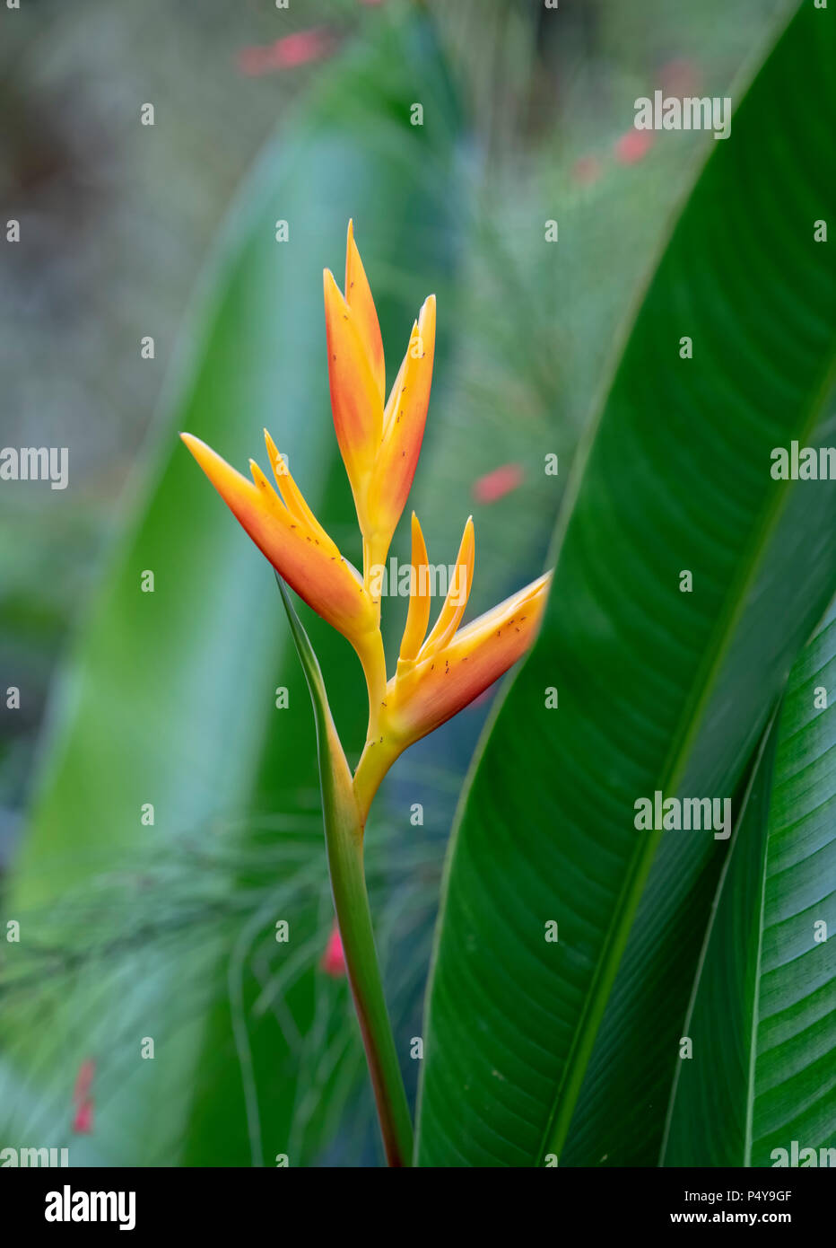 Eine Vielzahl von der Paradiesvogel Blume in Borneo, Malaysia Stockfoto