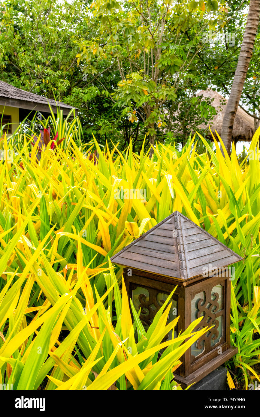 Üppige Vegetation auf dem Gelände des Shangri La Rasa Ria, Borneo, Malaysia Stockfoto