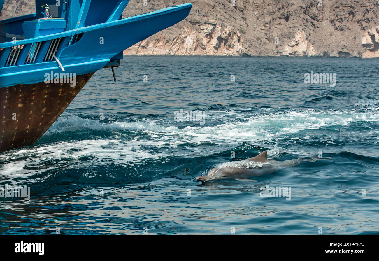 Delfine in ein küstengewässer von Musandam Stockfoto