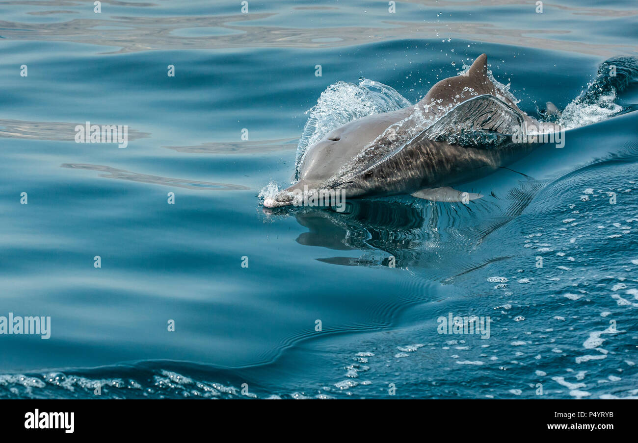 Delfine in ein küstengewässer von Musandam Stockfoto