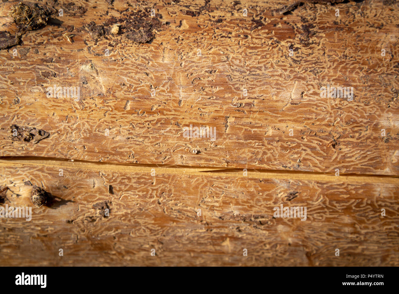 Textur aus Holz von Fichten Borkenkäfer zerstört Fichte Stockfoto