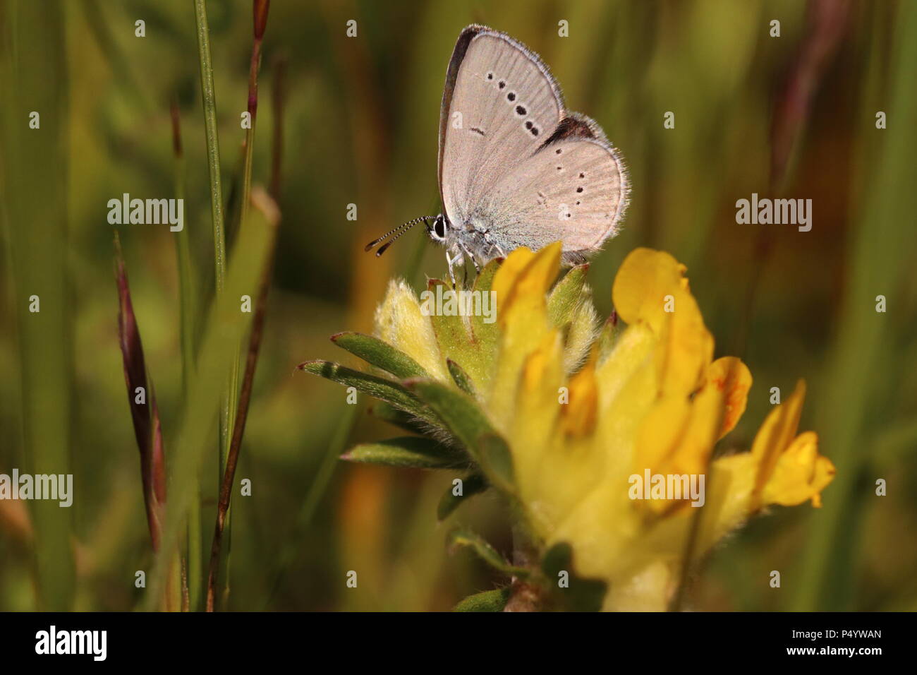 Weibliche kleiner blauer Schmetterling Stockfoto