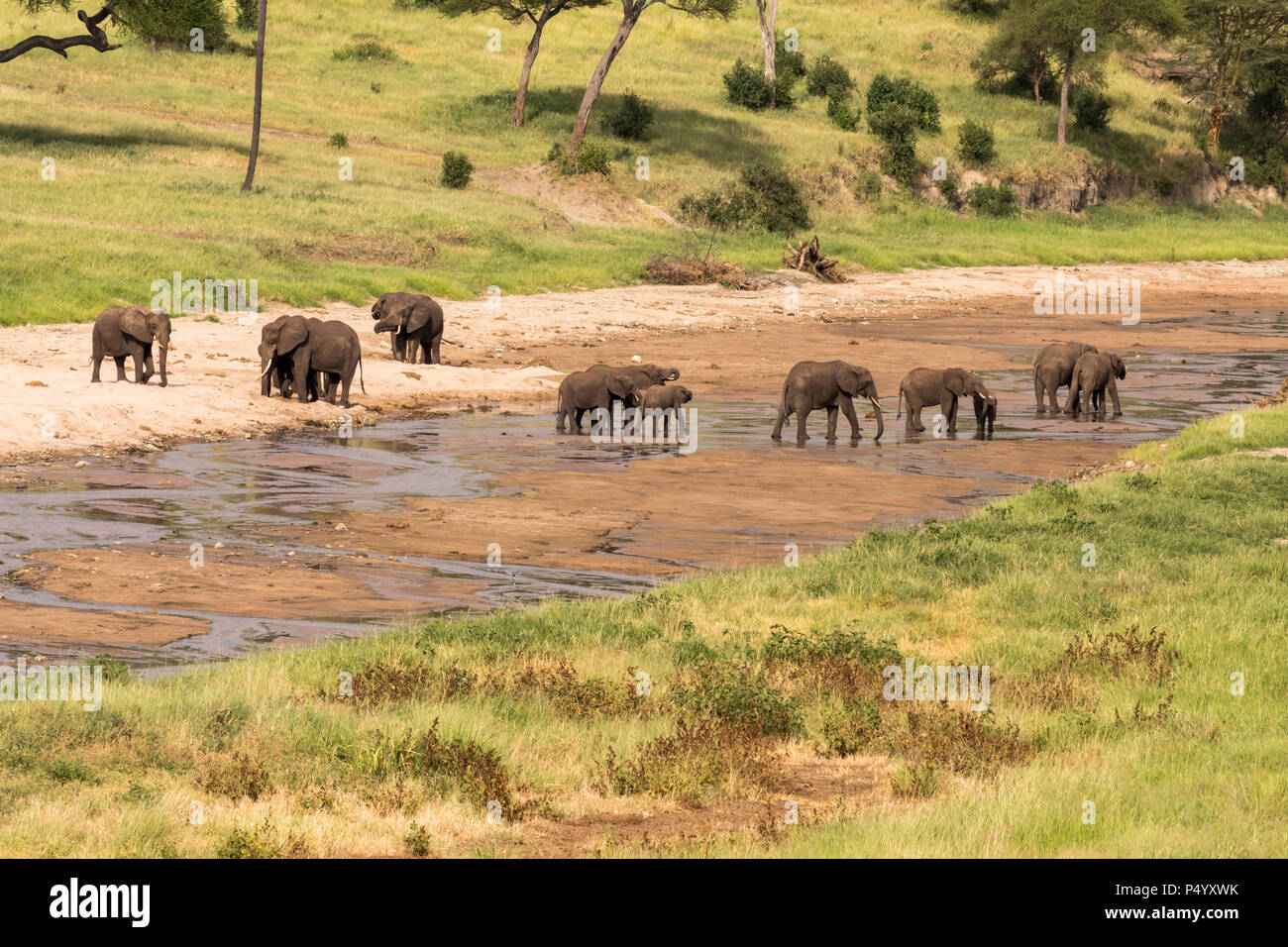 Afrikanischer Elefant (Loxodonta africana) Herde Trinkwasser aus Tarangire River im Tarangire Nationalpark, Tansania Stockfoto