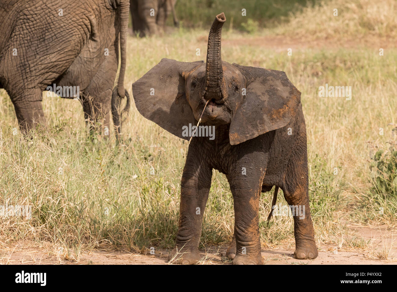 Afrikanischer Elefant (Loxodonta africana) Kalb eine schwierige Zeit essen eine lange Reihe von Gras in den Tarangire Nationalpark, Tansania Stockfoto