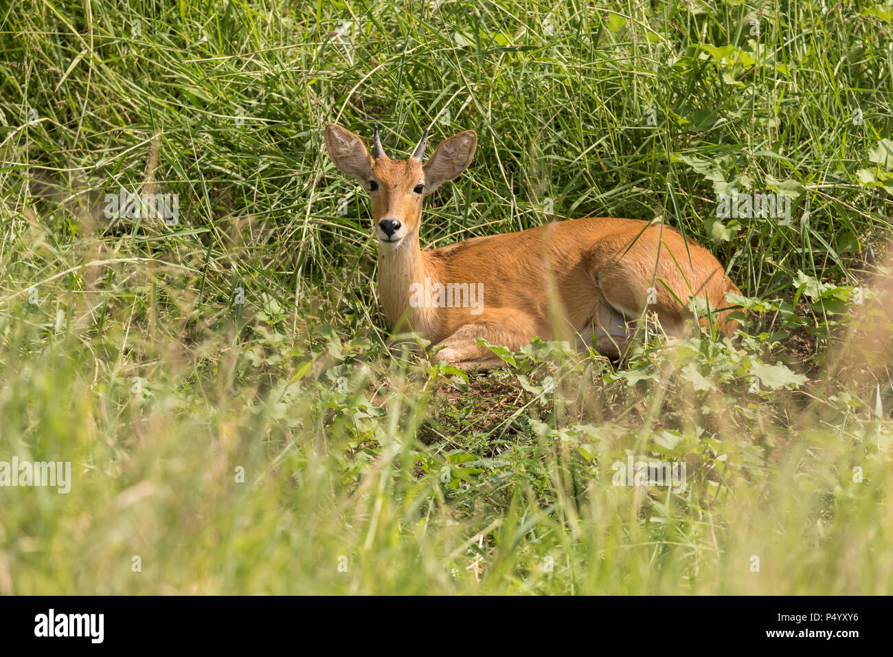 Gemeinsame Riedböcke (Redunca arundinum) im hohen Gras im Tarangire Nationalpark, Tansania ruhen Stockfoto