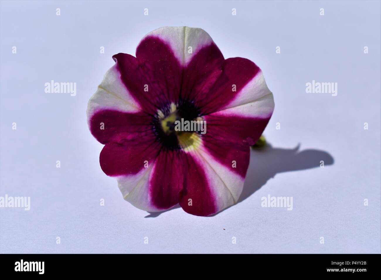 Lila und Weiß Pinwheel Petunia Stockfoto