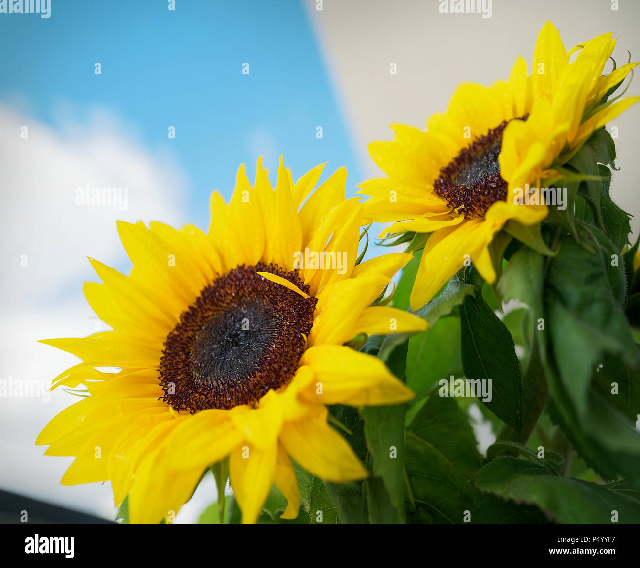 Sonnenblume unter dem blauen Himmel Stockfoto