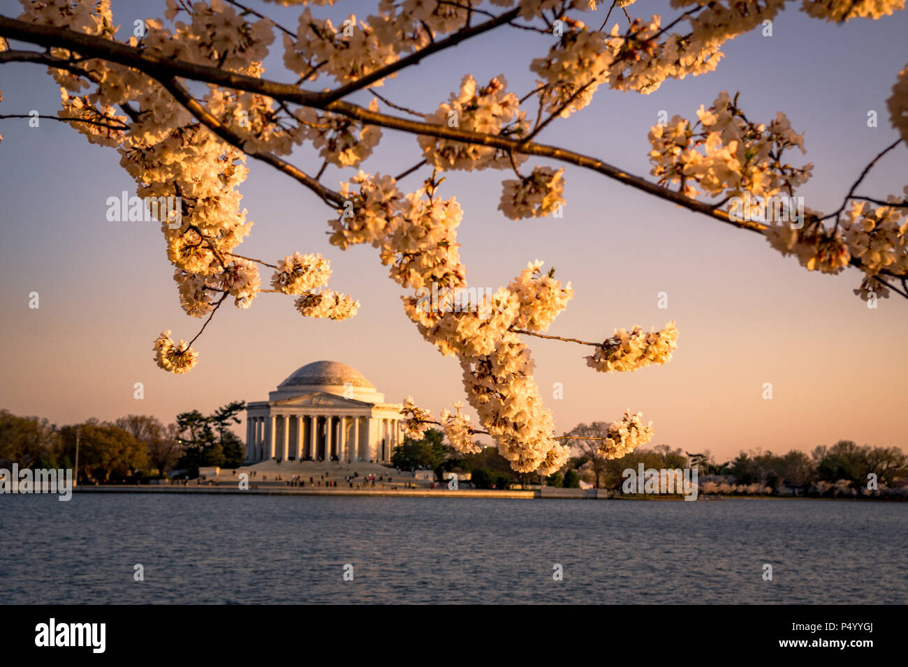 Das Jefferson Memorial von blühenden Kirschblüten während der Cherry Blossom Festival in Washington, DC, gerahmt Stockfoto