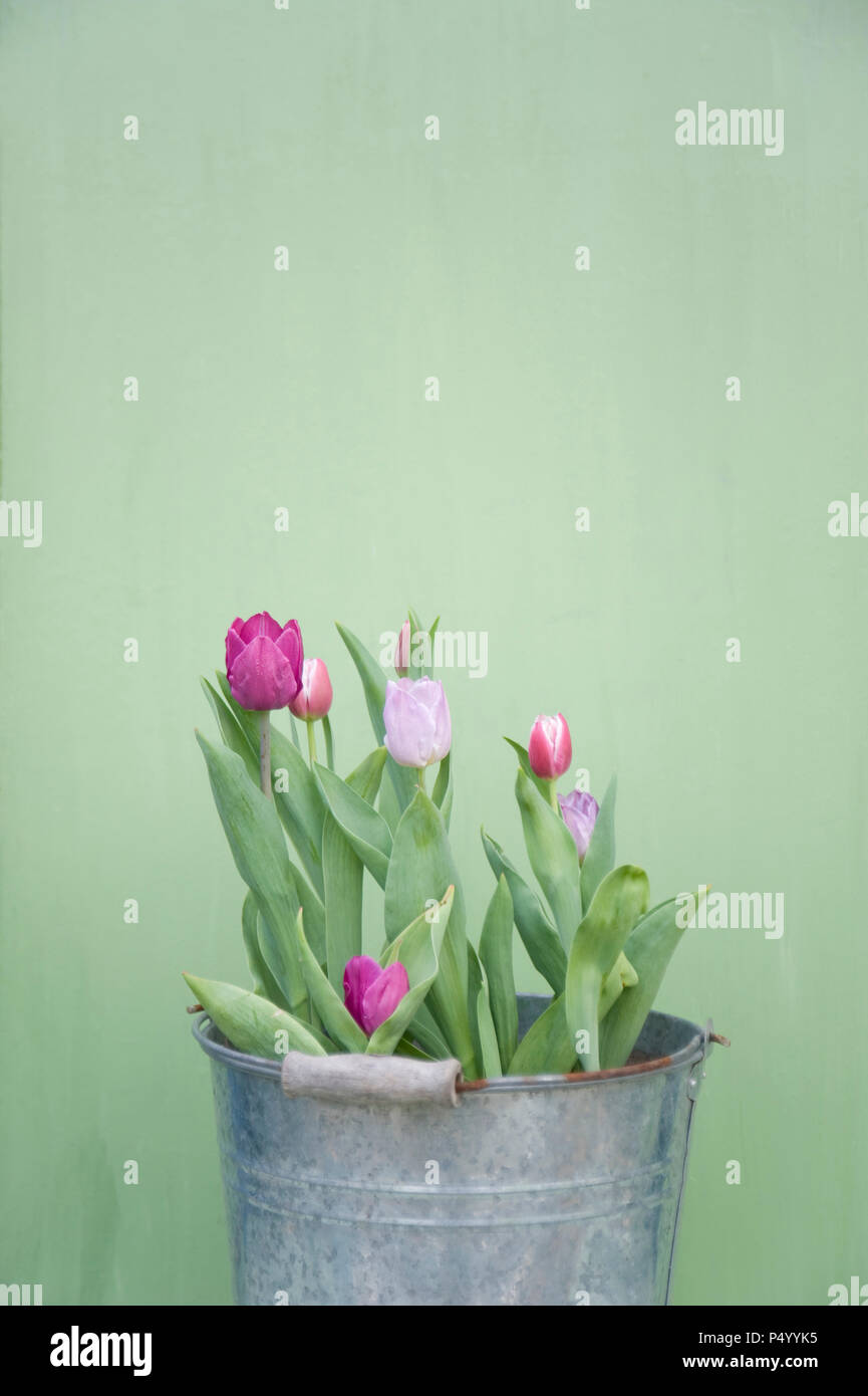 Tulpen in Metall Eimer Stockfoto