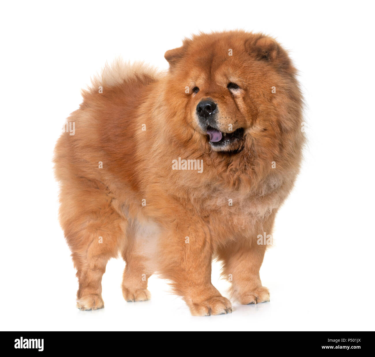 Chow Chow Dog vor weißem Hintergrund Stockfoto