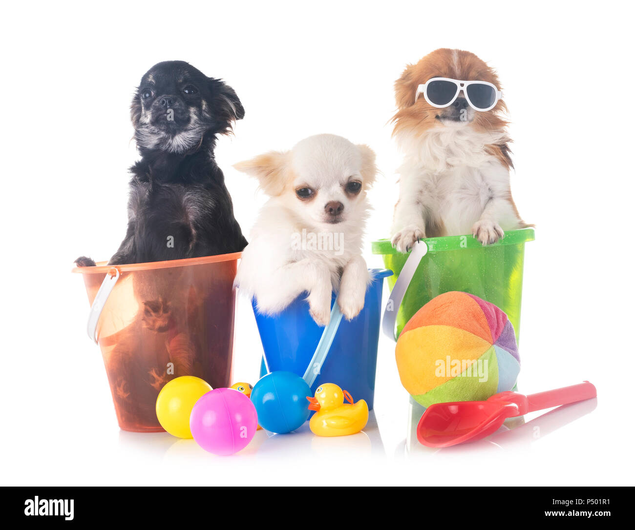 Chihuahua Welpen vor weißem Hintergrund Stockfoto