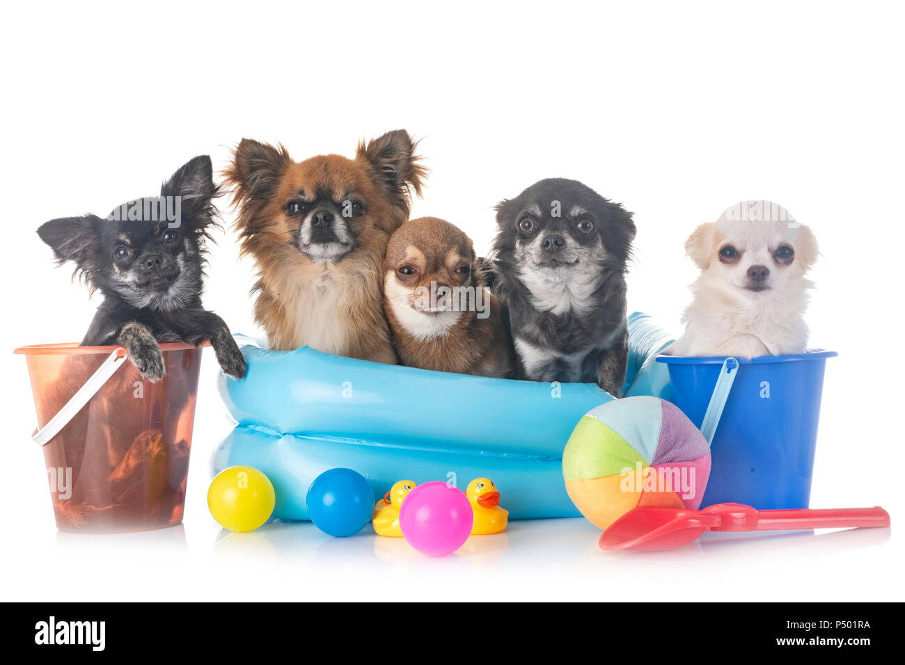Chihuahua Welpen vor weißem Hintergrund Stockfoto