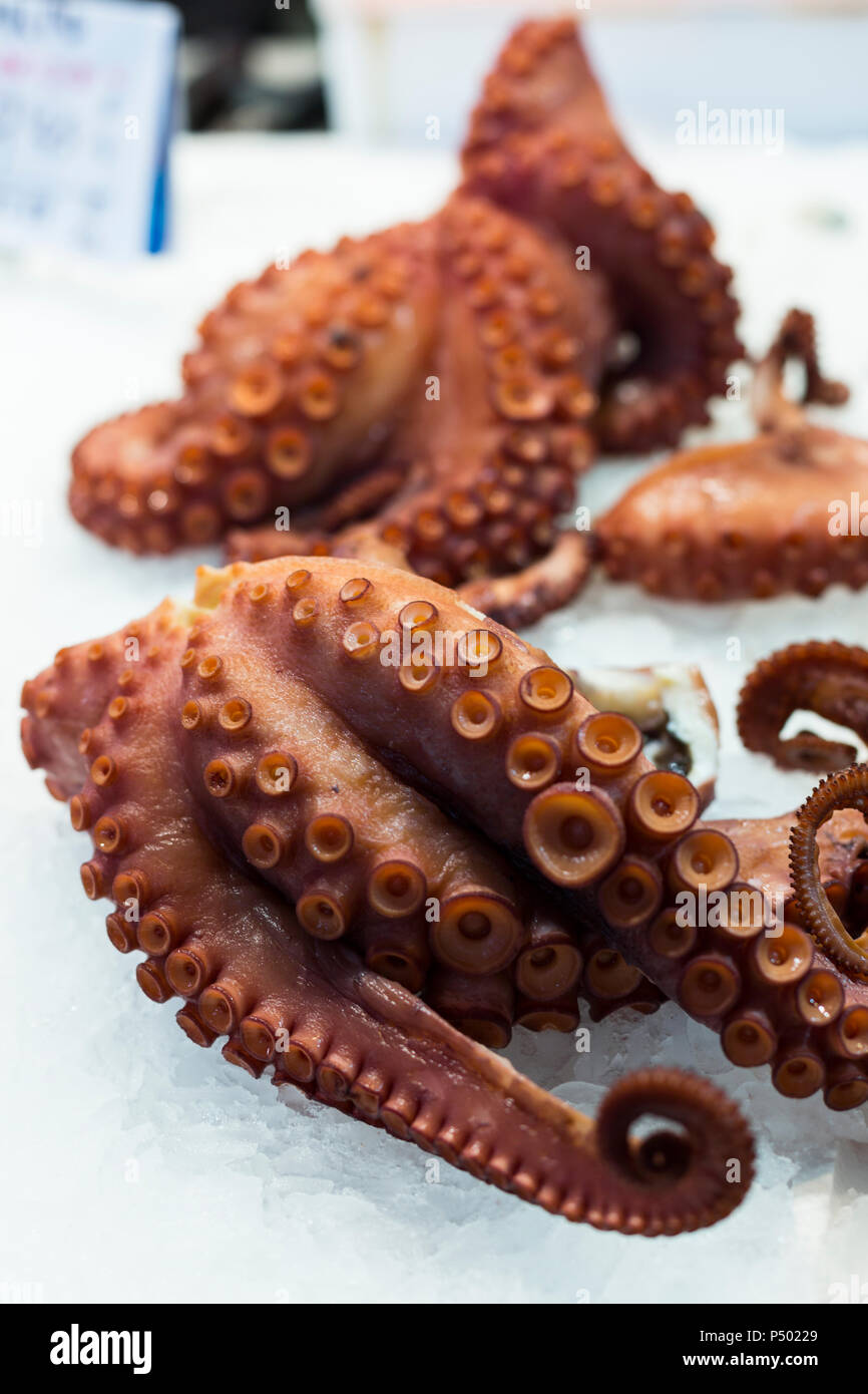 Frischer Tintenfisch Stockfoto