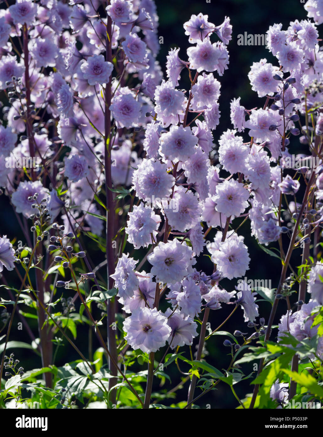 Delphinium 'Cha Cha' Stockfoto