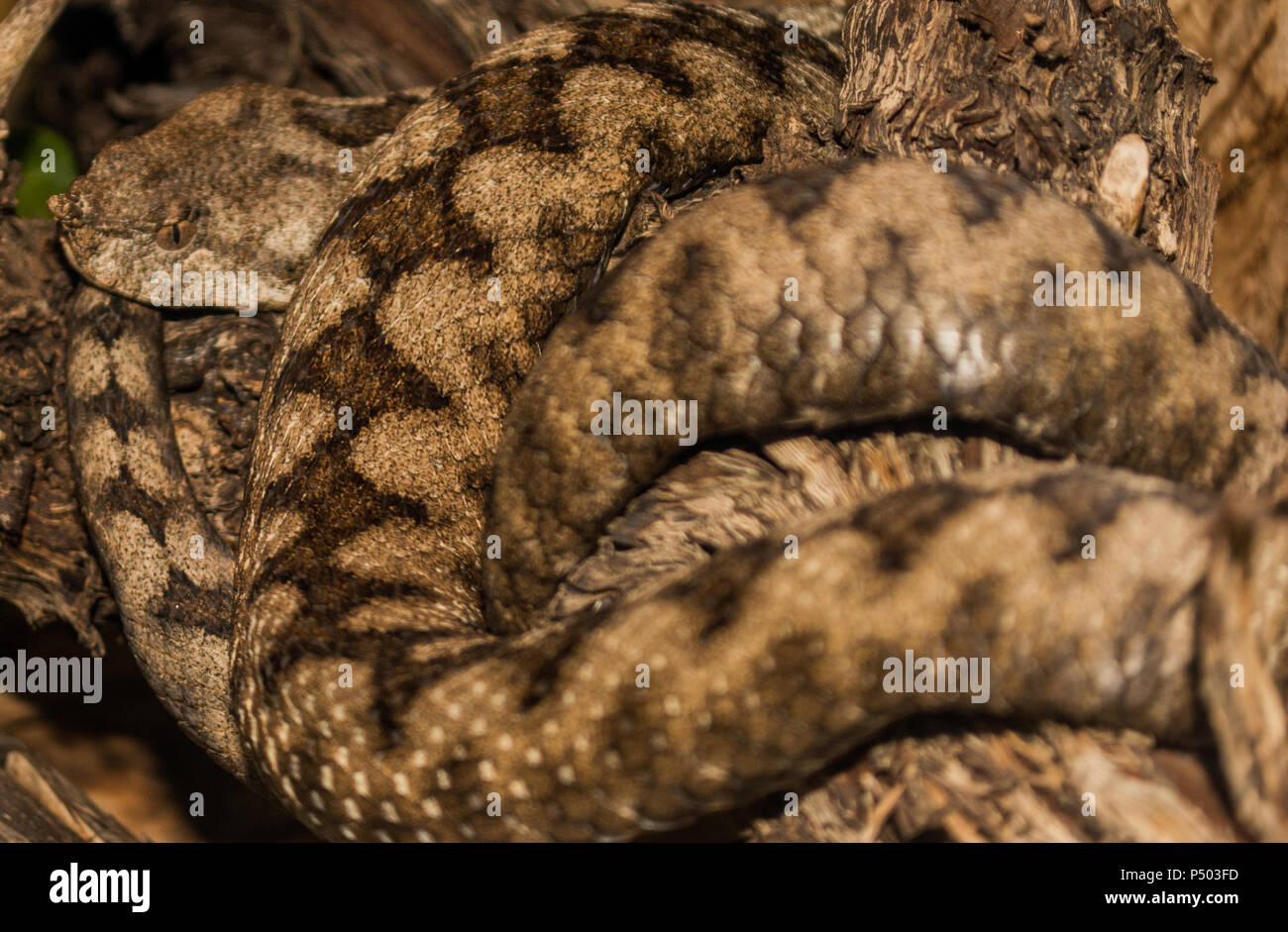 Horn Nase viper Snake Stockfoto