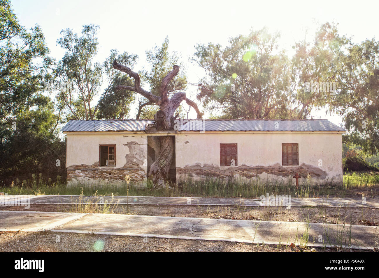 Griechenland, Peloponnes, Elis, Baum im alten Kurhaus von Kaiafas Stockfoto