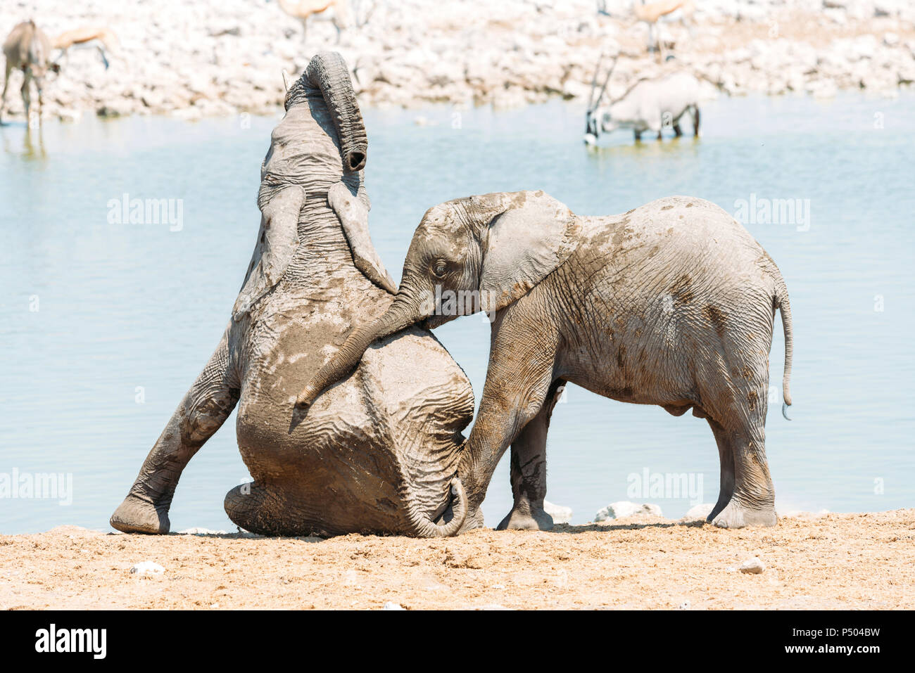 Afrika, Namibia, Baby Elefanten spielen neben einem Wasserloch im Etosha National Park Stockfoto