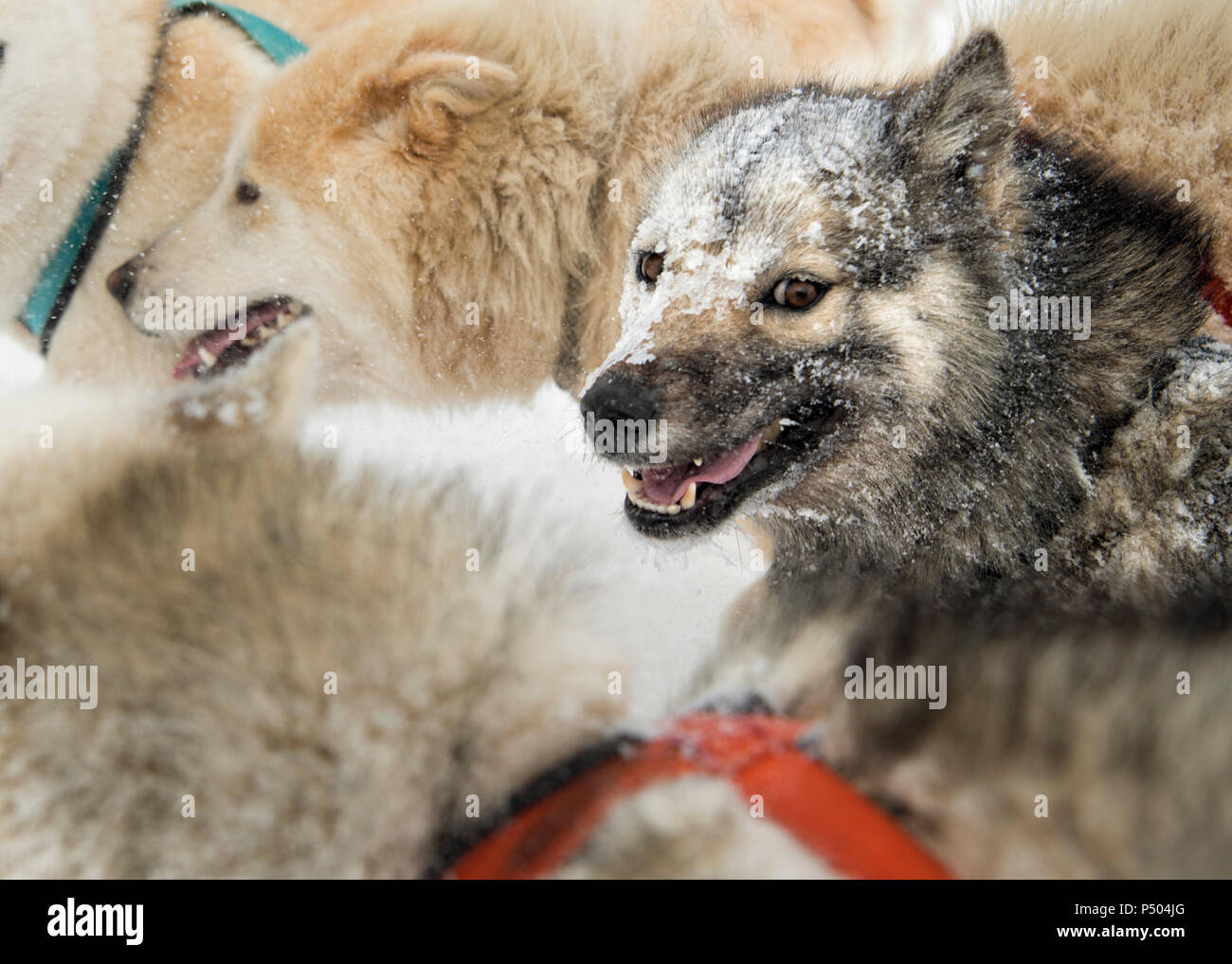 Grönland, Schlittenhunde, Stockfoto