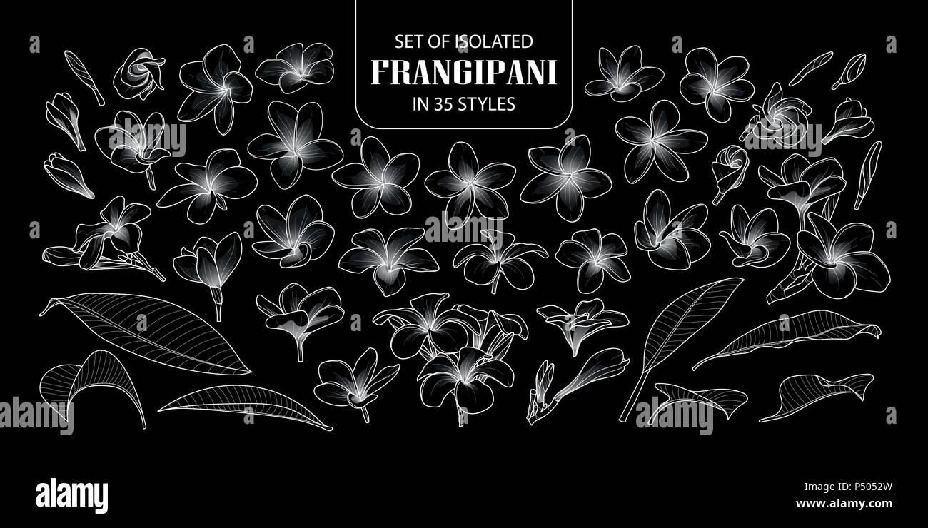 Eingestellt von isolierten Frangipani in 35 Modellen. Süße Hand gezeichnet Blume Vector Illustration nur weißer Umriss auf schwarzem Hintergrund. Stock Vektor