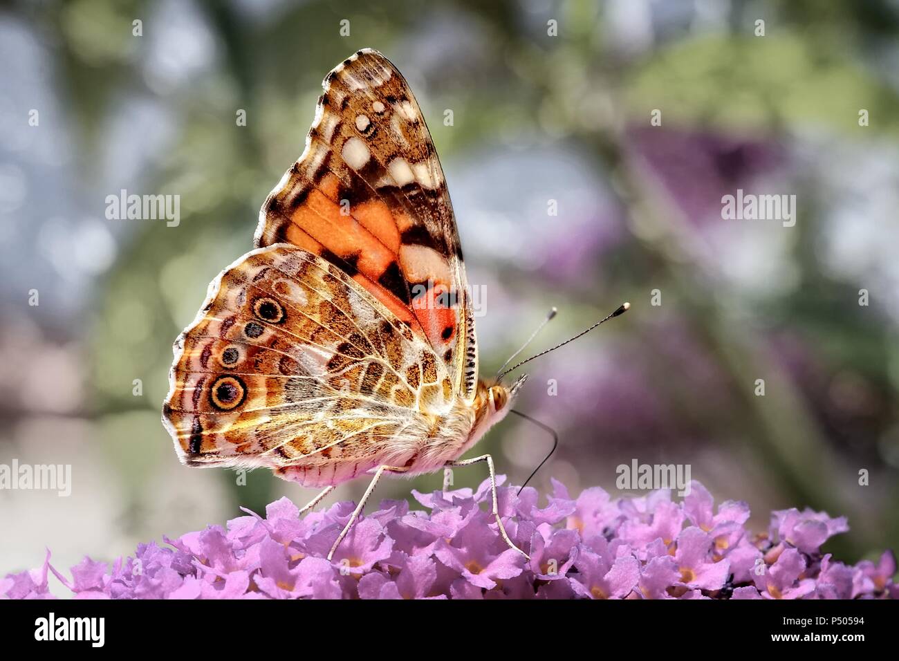 Distelfalter Schmetterling auf einer Blume Kopf mit bokeh Hintergrund. Stockfoto