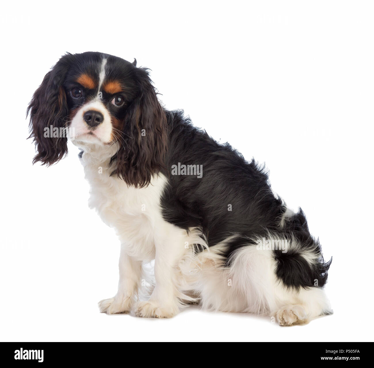 Cavalier King Charles sitzen auf einem weißen Hintergrund und Geradeaus auf der Suche Stockfoto