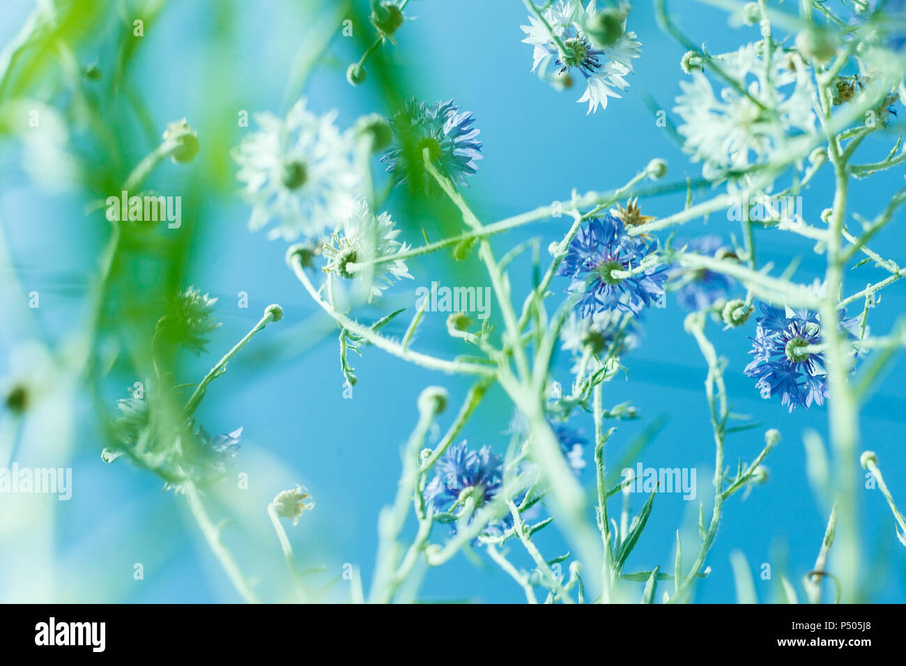 Bunte Blumen in sanften Farben und Unschärfe Stil für Hintergrund Stockfoto