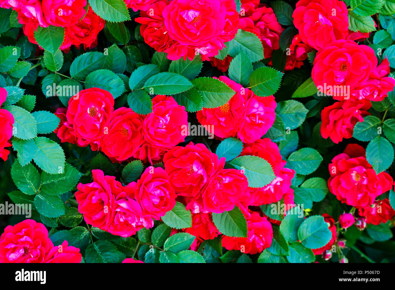 Schöne farbige Textur mit roten Rosen-, Kosmetik- und Hautpflege Stockfoto