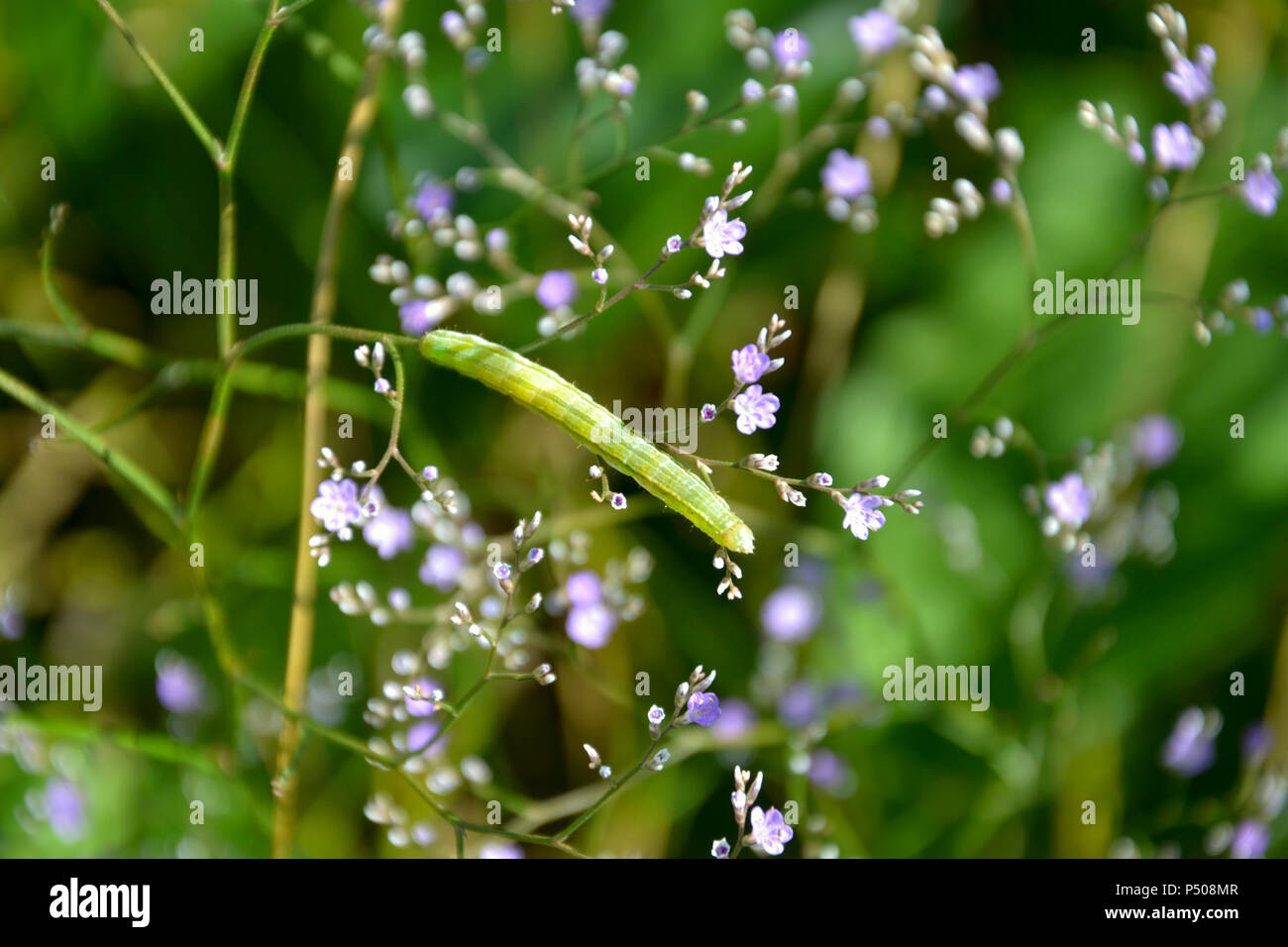 Caterpillar auf Blätter mit Blüten Stockfoto