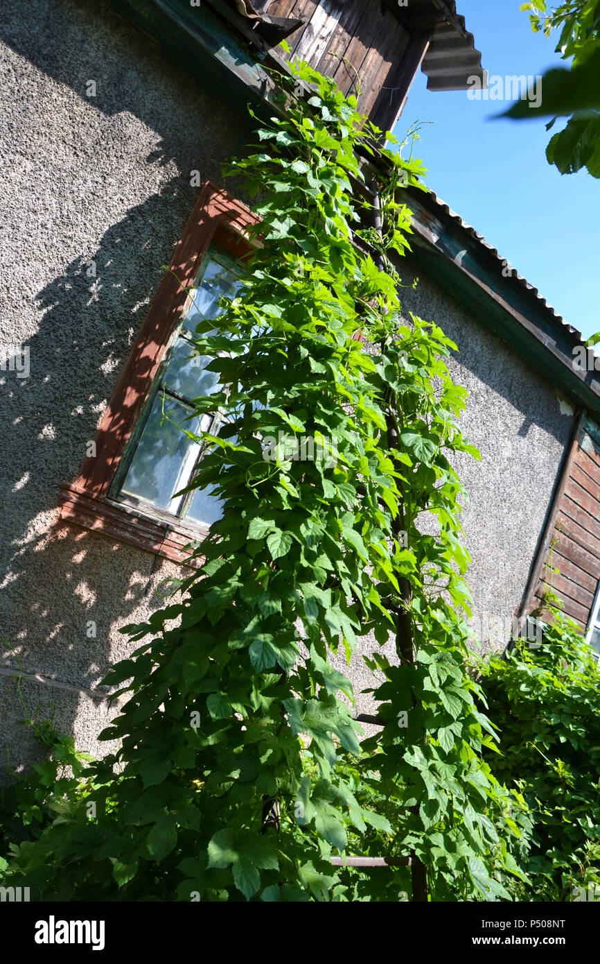 Hop teilt die Leiter in den Garten. Stockfoto