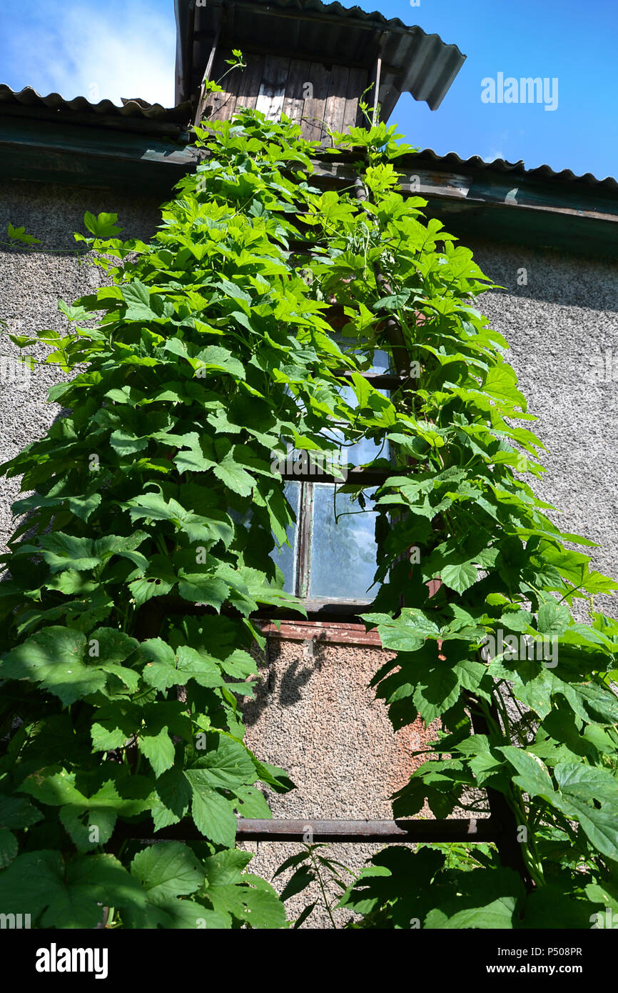 Hop teilt die Leiter in den Garten. Stockfoto