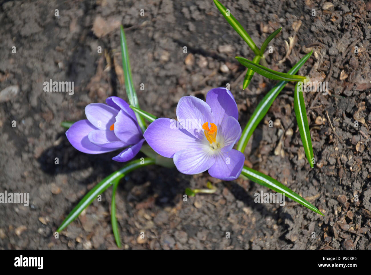 Krokus, Krokusse oder Plural croci ist eine Gattung von Blütenpflanzen in der iris Familie. Eine einzelne Krokus, ein paar Krokusse, einer Wiese voller Krokusse, c Stockfoto