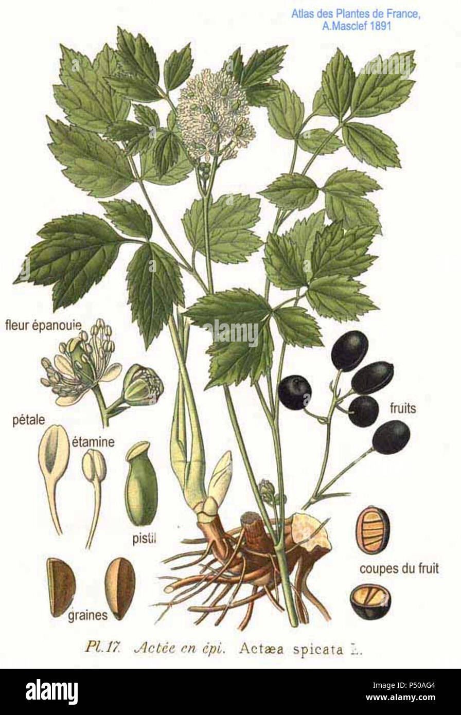 17 Actaea spicata Stockfotografie Alamy