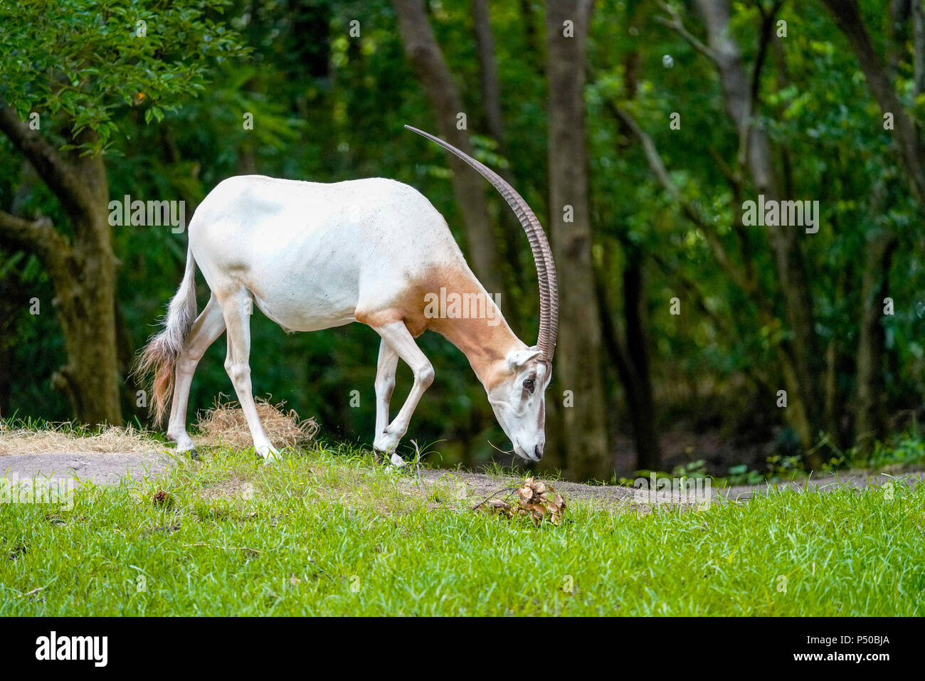 Kilimanjaro Safaris ist eine Safari Attraktion im Disney's Animal Kingdom im Walt Disney World Resort in Lake Buena Vista, Florida. Stockfoto