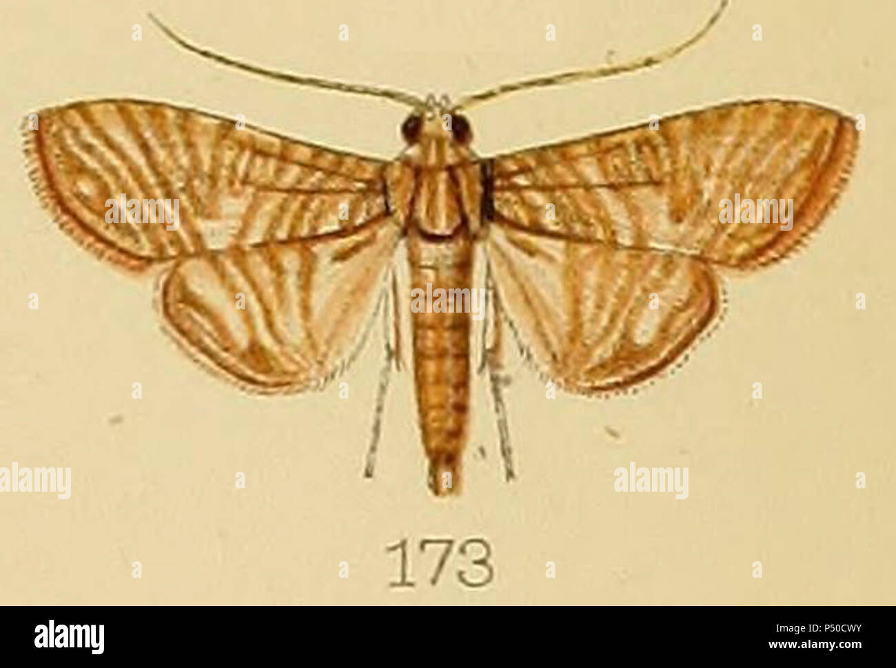 173 - Glyphodes multilinealis Kenrick 1907. Stockfoto