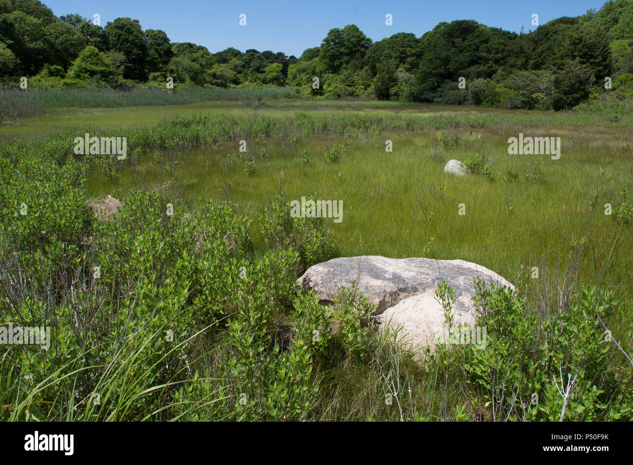 Die Marsh entlang einer Spur am Crowes Weide in Ost Dennis, Massachusetts Auf Cape Cod, USA Stockfoto
