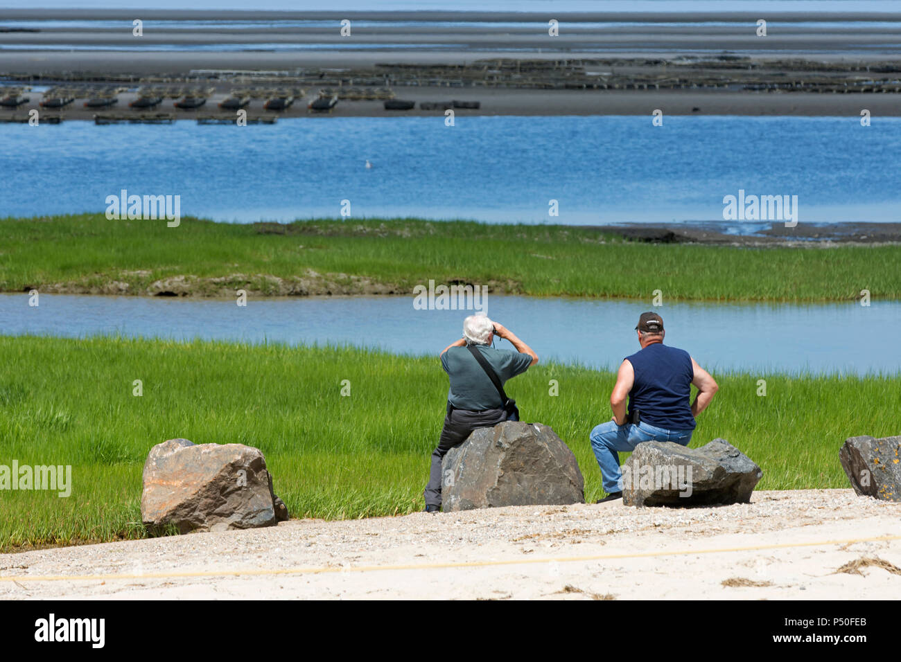 Natur beobachten an Crowes Weide in Ost Dennis, Massachusetts Auf Cape Cod, USA Stockfoto