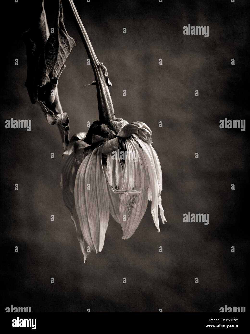 Traurig welke Blume in Schwarz und Weiß das Konzept der Traurigkeit, Altern und Tod zu veranschaulichen Stockfotografie