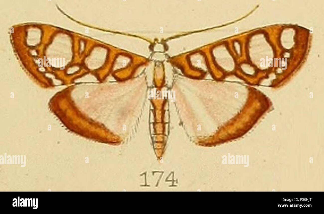 174 - Glyphodes perspicualis Kenrick 1907. Stockfoto