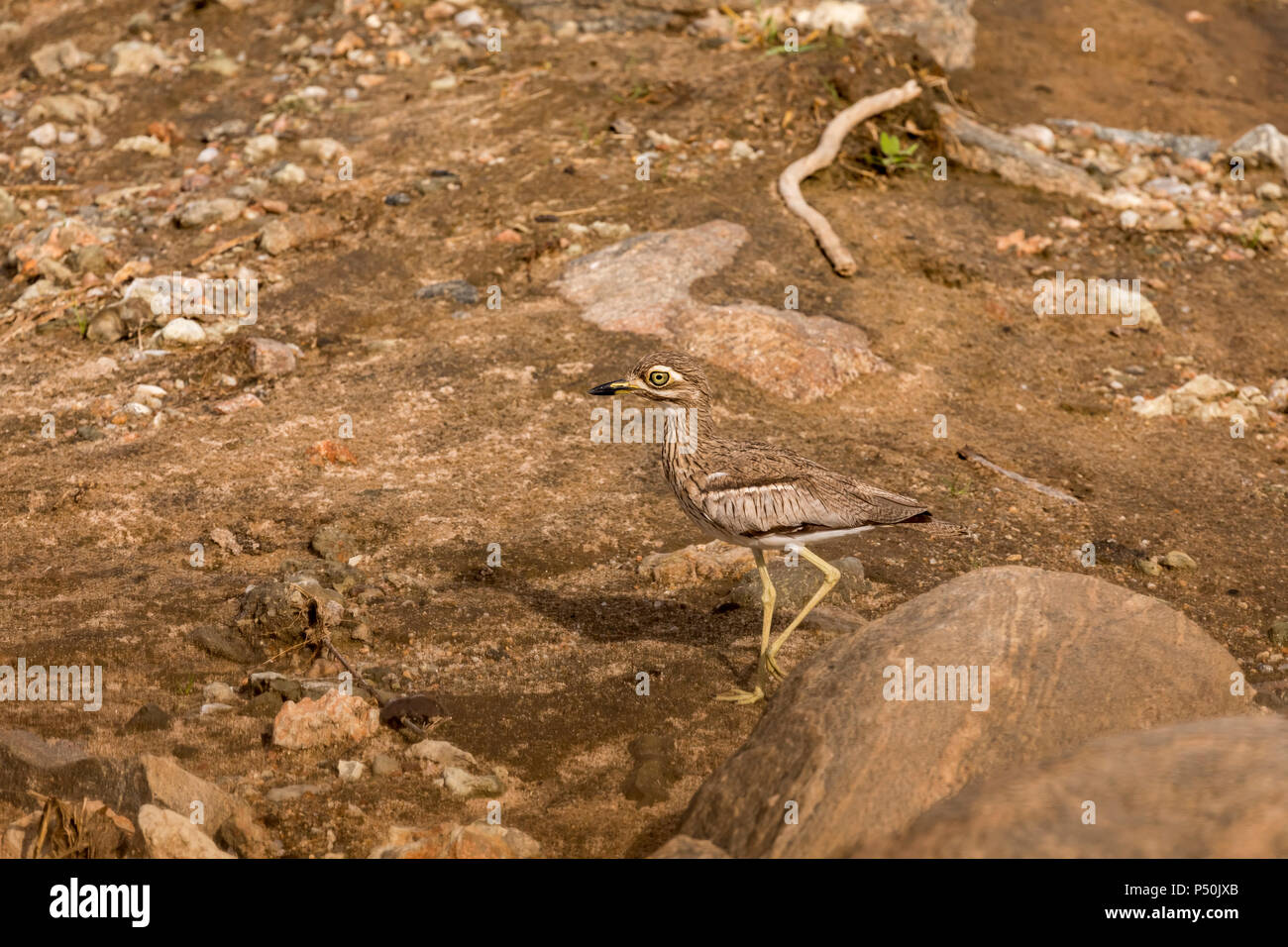 Wasser mit dickem Knie (Burhinus vermiculatus) zu Fuß auf einem felsigen Ufer in Tarangire Nationalpark, Tansania Stockfoto